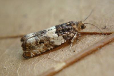 <i>Gypsonoma dealbana</i>