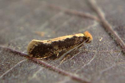 <i>Monopis crocicapitella</i>