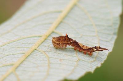Watsonalla binaria