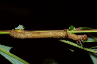 Hypomecis punctinalis