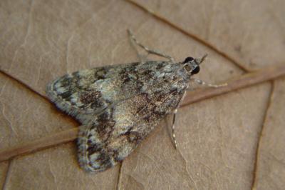 <i>Eudonia lacustrata</i>