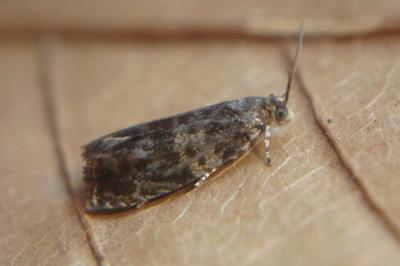 <i>Celypha aurofasciana</i>
