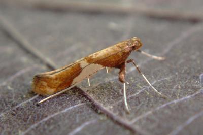 <i>Caloptilia stigmatella</i>