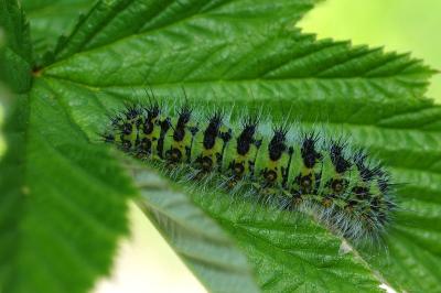 Saturnia pavonia