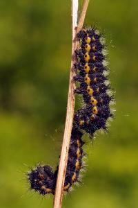 <i>Saturnia pavonia</i>