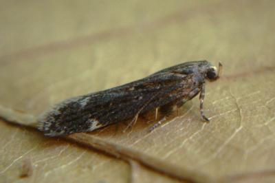 <i>Aroga velocella</i>