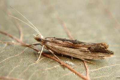 <i>Ypsolopha scabrella</i>