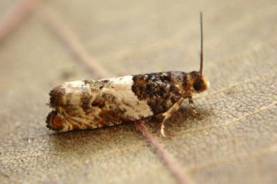 <i>Gypsonoma dealbana</i>
