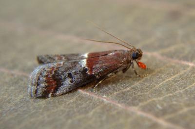 <i>Acrobasis marmorea</i>