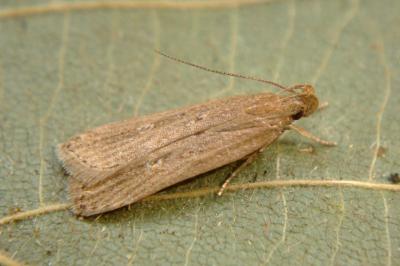 <i>Helcystogramma triannulella</i>