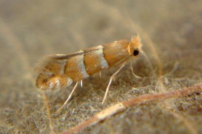 <i>Phyllonorycter</i>