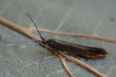 <i>Coleophora</i>