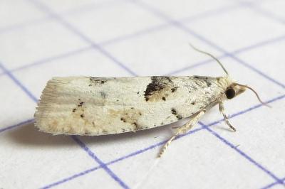 <i>Epinotia bilunana</i>