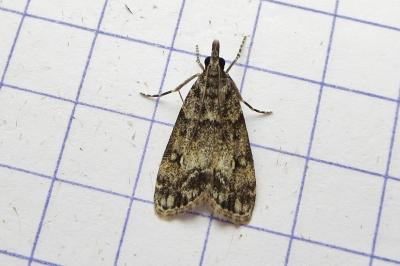 <i>Eudonia lacustrata</i>