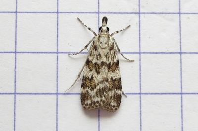 <i>Scoparia ingratella/pyralella</i>