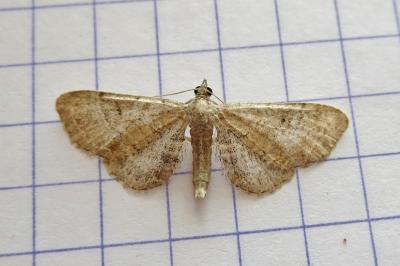 <i>Eupithecia simpliciata</i>