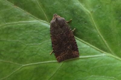 <i>Conistra ligula</i>