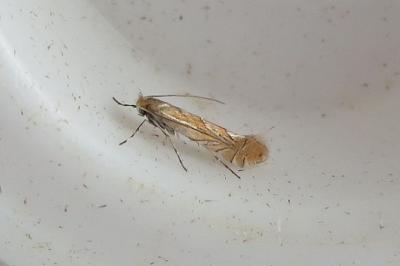 <i>Phyllonorycter messaniella</i>