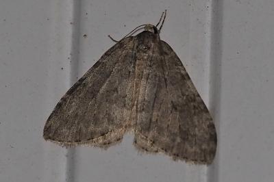 <i>Operophtera brumata</i>