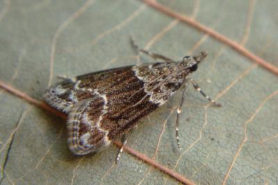 <i>Eudonia mercurella</i>