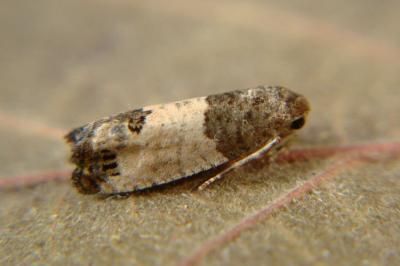 <i>Spilonota ocellana</i>