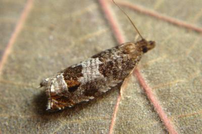 <i>Ancylis achatana</i>