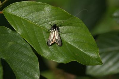 <i>Adela reaumurella</i>