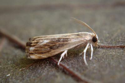 <i>Catoptria verellus</i>
