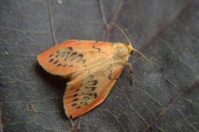 <i>Miltochrista miniata</i>
