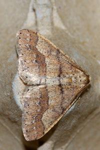<i>Phigaliohybernia marginaria</i>