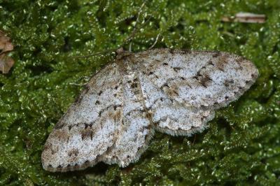 <i>Ectropis crepuscularia</i>