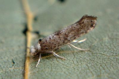 <i>Paraswammerdamia albicapitella</i>