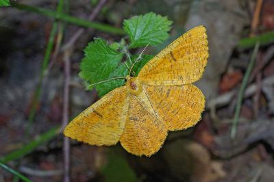 <i>Angerona prunaria</i>