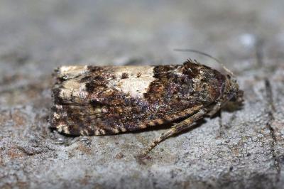 <i>Epiblema cirsiana</i>
