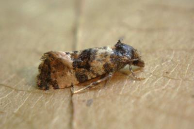 <i>Cochylis molliculana</i>
