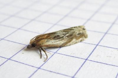 <i>Eucosma cana</i>
