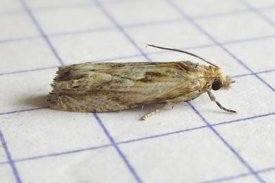 <i>Eucosma cana</i>