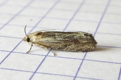 <i>Eucosma cana</i>