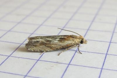 <i>Eucosma cana</i>