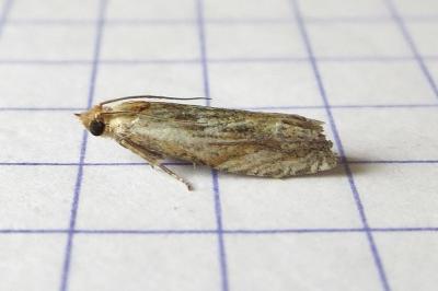 <i>Eucosma cana</i>