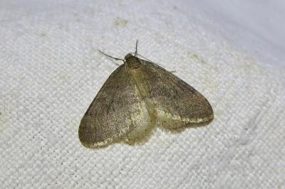 <i>Operophtera brumata</i>
