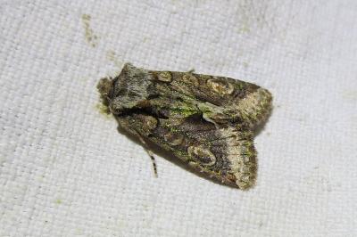 <i>Allophyes oxyacanthae</i>