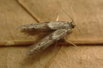 <i>Blastobasis phycidella</i>