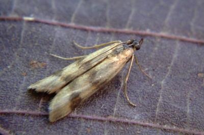 <i>Homoeosoma sinuella</i>