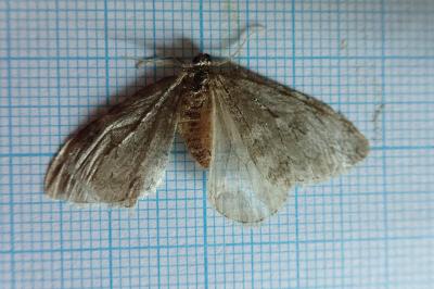 <i>Epirrita dilutata</i>