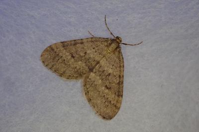 <i>Operophtera brumata</i>