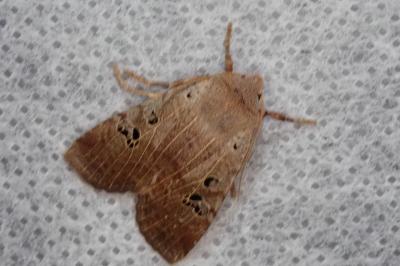 <i>Conistra rubiginosa</i>