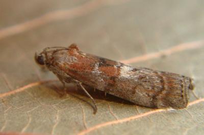 <i>Phycita roborella</i>