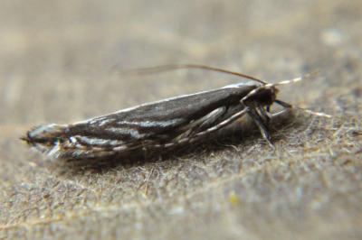 <i>Micrurapteryx kollariella</i>