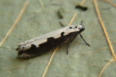 <i>Ethmia bipunctella</i>